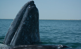 baja california sur whale watching